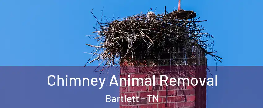 Chimney Animal Removal Bartlett - TN