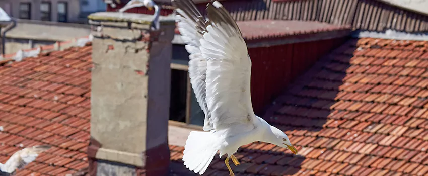 Residential Chimney Animal Removal Solution in Bartlett, TN
